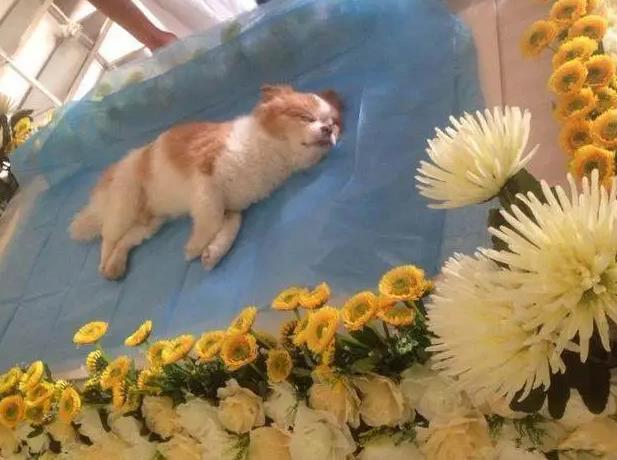 宠物离世，如何妥善安排它们的“最后旅程”？